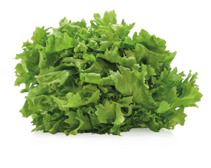 solata endivija
