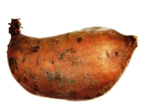 sladki krompir, cena za kg